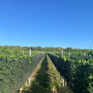 Filet d'ombrage installé au domaine de l'école à Rouffach