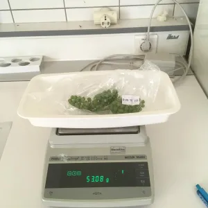 Pesée réalisée lors des estimations de récolte